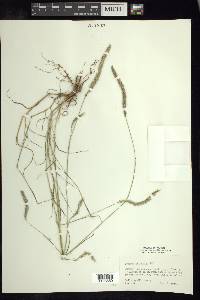 Lycurus phleoides image