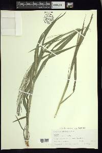 Leptochloa panicea subsp. brachiata image