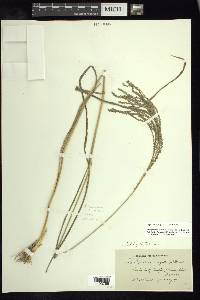 Leptochloa virgata image