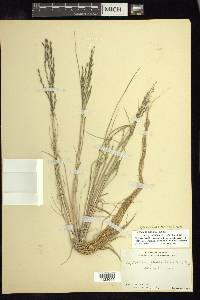 Diplachne fusca subsp. fascicularis image