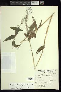 Lasiacis ruscifolia var. ruscifolia image