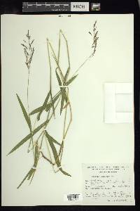 Leersia hexandra image