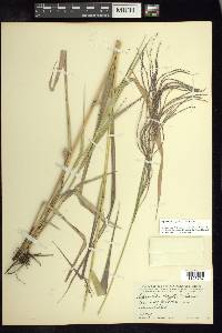 Leptochloa virgata image