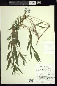 Lasiacis nigra image