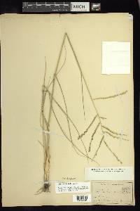 Disakisperma dubium image