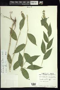 Lasiacis ruscifolia var. ruscifolia image