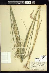 Leptochloa virgata image