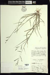 Disakisperma dubium image