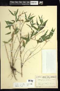 Lasiacis ruscifolia image