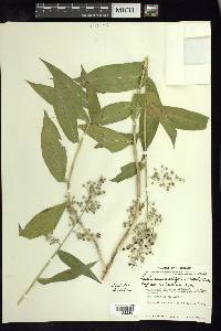 Lasiacis ruscifolia image