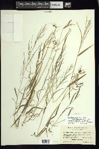 Leptochloa panicea subsp. brachiata image
