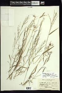 Leptochloa panicea image