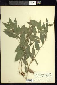 Lasiacis ruscifolia image