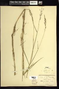 Leersia hexandra image