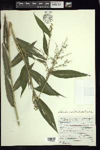 Lasiacis ruscifolia image