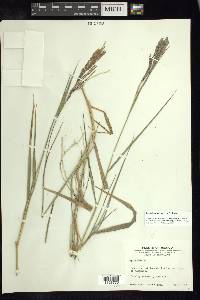 Leptochloa virgata image