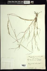 Lycurus phleoides image