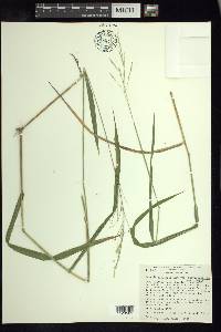 Leersia ligularis image