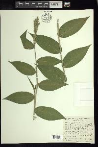 Lasiacis ruscifolia var. ruscifolia image