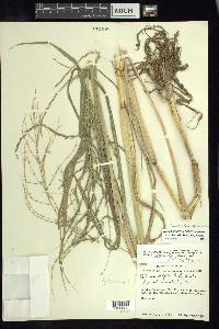 Diplachne fusca subsp. fascicularis image