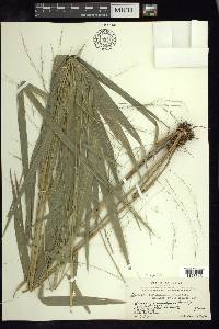 Leersia distichophylla image