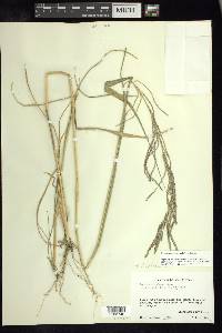 Leptochloa virgata image