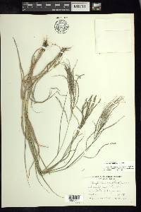 Leptochloa virgata image