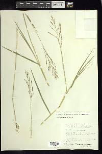 Leersia hexandra image