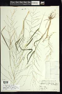 Leptochloa panicea image