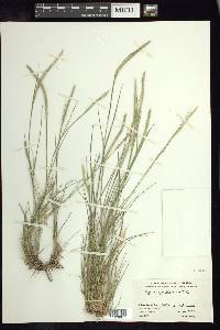 Lycurus phleoides image