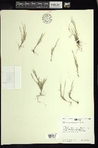 Muhlenbergia depauperata image