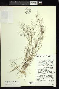 Muhlenbergia implicata image