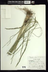 Muhlenbergia dubia image