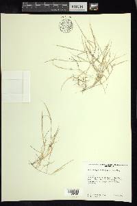 Muhlenbergia pectinata image