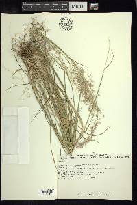 Melinis repens image