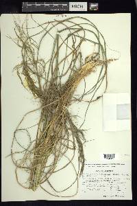 Muhlenbergia distichophylla image