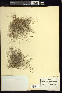 Muhlenbergia ramulosa image