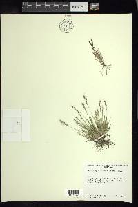 Muhlenbergia peruviana image