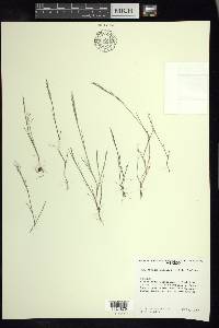 Muhlenbergia ramulosa image