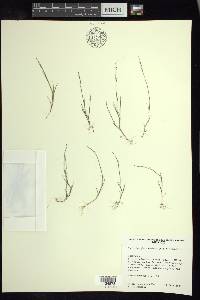 Muhlenbergia ramulosa image