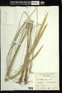 Muhlenbergia articulata image