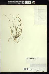 Microchloa kunthii image