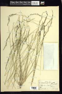 Muhlenbergia quadridentata image
