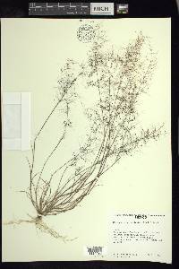 Muhlenbergia implicata image