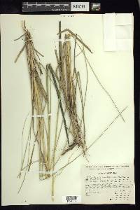 Muhlenbergia macroura image