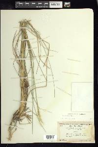 Muhlenbergia emersleyi image