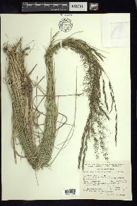 Muhlenbergia montana image