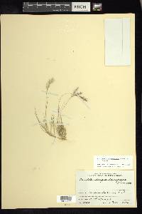 Muhlenbergia peruviana image