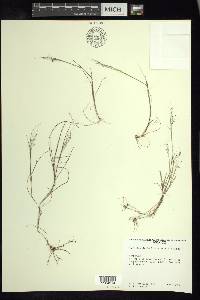 Muhlenbergia implicata image