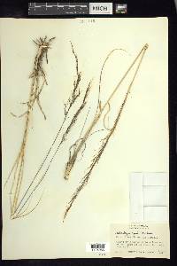 Muhlenbergia rigida image